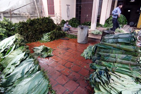 La dong, the kind of leaves that is used to wrap banh chung, are piled up to prepare for making banh chung.