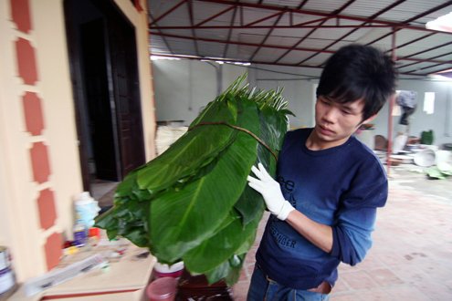 La dong are transported from Thanh Hoa and Ha Giang provinces. It takes time to wash la dong and dry them. Ribs are cut off so banh chung will be square.