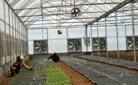 Song song với phát triển chăn nuôi, Công ty đã đầu tư trên 2 tỷ đồng để xây dựng hệ thống nhà lưới có dàn lạnh để trồng các loại rau, hoa cao cấp.