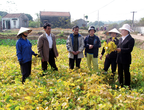 Mô hình trồng đậu tương của Hội Nông dân xã Đông Hải trồng trên chân ruộng hai vụ lúa cho năng suất cao.