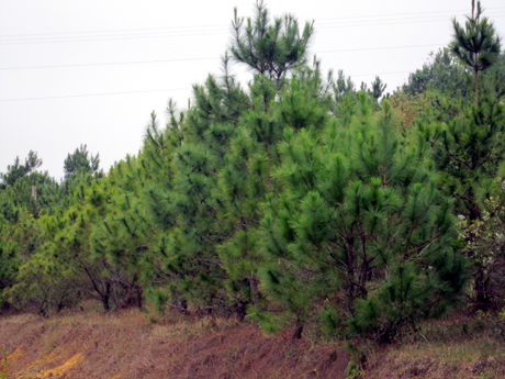 Thông mã vĩ được trồng theo dự án trồng rừng Việt - Đức tại Ba Chẽ.
