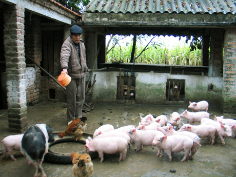 Mô hình nuôi giống lợn Móng Cái sinh sản của gia đình anh Tô Văn Ngọ, thôn Phương Đông, xã Đông Ngũ (Tiên Yên).