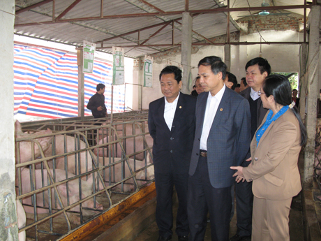 đồng chí Đặng Huy Hậu, Phó chủ tịch thường trực UBND tỉnh thăm mô hình chăn nuôi xã Bình Khê (Đông Triều)
