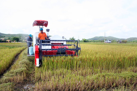 Sử dụng máy gặt đập liên hợp tại HTX dịch vụ nông nghiệp Nguyễn Huệ (Đông Triều).
