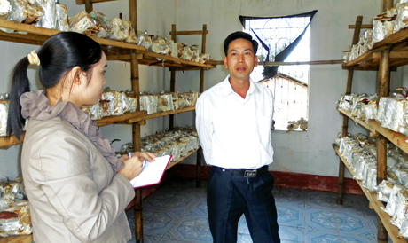 Anh Nịnh Văn Năm, thôn Khe Lọng Ngoài, xã Thanh Sơn, huyện Ba Chẽ trao đổi với phóng viên về mô hình trồng nấm linh chi.
