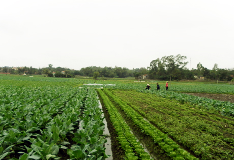 Vùng rau sản xuất rau an toàn xã Tiền An (TX Quảng Yên).