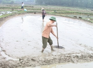 Đầm Hà chủ động điều tiết nước cho sản xuất vụ xuân