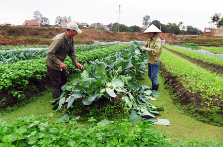 Nông dân thị xã Quảng Yên đã biết ứng dụng tiến bộ KH-KT để trồng rau sạch.  Ảnh: Lan Anh