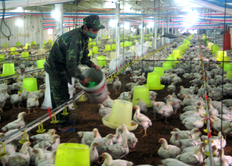 Phát triển chăn nuôi theo hướng tập trung, công nghiệp là một giải pháp giảm thiểu ô nhiễm môi trường trong chăn nuôi. Trong ảnh: Trại nuôi gà theo mô hình công nghiệp tại phường Hà An, TX Quảng Yên.
