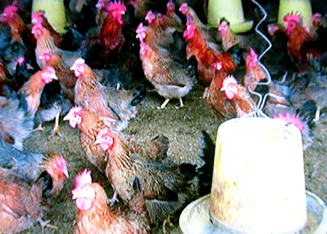 Chăn nuôi gà sạch được nhiều gia đình ở xã Bình Khê áp dụng, mang lại hiệu quả kinh tế.