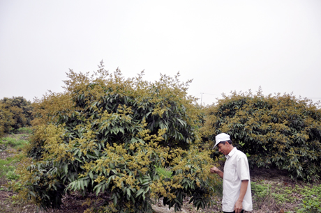 Ông Lê Thanh Hải, Chủ nhiệm HTX Phong Thái kiểm tra cây vải khi ra hoa.