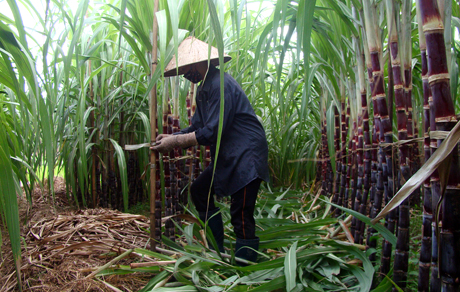 Mô hình trồng mía tím của nông dân xã Đồn Đạc (Ba Chẽ) cho hiệu quả kinh tế cao.