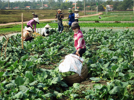 Nhiều chương trình tín dụng an sinh xã hội của Ngân hàng Chính sách Xã hội đã góp phần nâng cao đời sống của người nông dân Cộng Hoà (Quảng Yên).