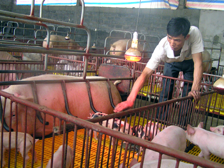 Anh Nguyễn Đức Trường đang chăm sóc đàn lợn đẻ.