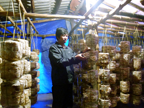 Mỗi vụ thu hoạch nấm đem lại thu nhập hàng trăm triệu đồng cho mỗi hộ dân tại Ba Chẽ.