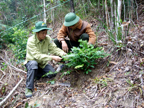 Cán bộ Vườn Quốc gia Bái Tử Long tích cực khảo sát, điều tra, bảo vệ các loài cây gỗ quý.