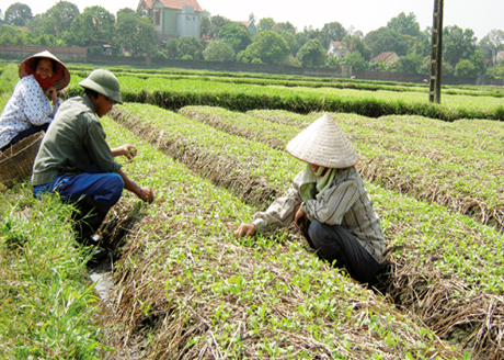 Các HTX hoạt động hiệu quả góp phần ổn định sản xuất, nâng cao đời sống người nông dân. Trong ảnh: Sản xuất rau an toàn tại HTX dịch vụ nông nghiệp phường Cộng Hòa (TX Quảng Yên).