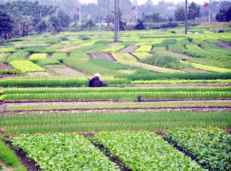 Vùng trồng rau màu của bà con nông dân phường Đại Yên (TP Hạ Long).