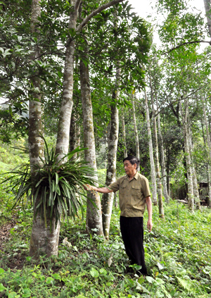 Nhìn ngắm những cây gỗ vươn cao trong vườn là niềm vui của ông Triệu Tài Cao mỗi ngày.