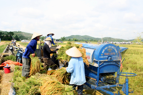 Nông dân xã Nguyễn Huệ (Đông Triều) sử dụng máy tuốt lúa liên hoàn trong thu hoạch lúa mùa năm 2011.