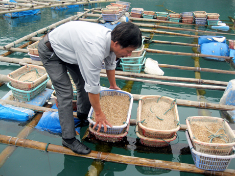 Nhờ quản lý tốt đất bãi triều ven biển nên huyện Vân Đồn đã phát huy hiệu quả tiềm năng này vào phát triển nghề nuôi nhuyễn thể. Trong ảnh: Kiểm tra tu hài  nuôi tại xã Bản Sen.