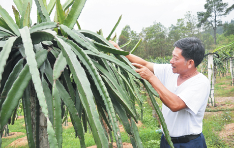 1.500 trụ thanh long ruột đỏ của gia đình ông Tích được trồng, chăm sóc theo tiêu chuẩn VietGap.
