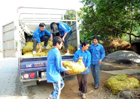 Đoàn viên thanh niên huyện Bình liêu giúp dân vận chuyển khoai tây đi tiêu thụ.