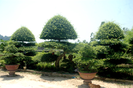 Bộ ba cây sanh quý tại nhà vườn của ông Bùi Hạ Long.
