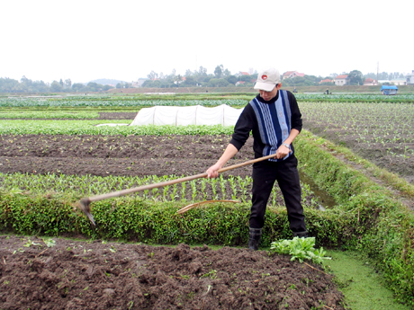 Nông dân phường Cộng Hoà (Quảng Yên) làm đất chuẩn bị canh tác.