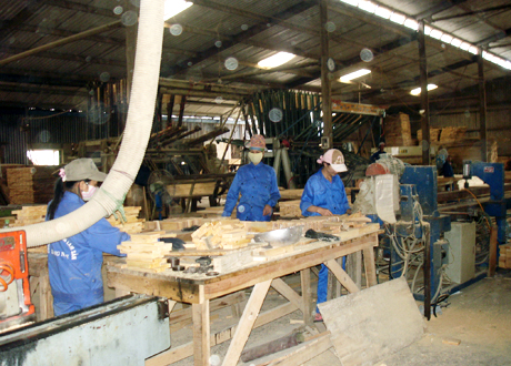 Sản xuất ván ép cao cấp phục vụ xuất khẩu tại Công ty CP Chế biến lâm sản Quảng Ninh.
