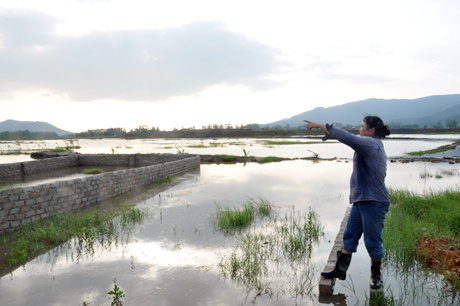Trang trại của bà Phạm Thị Cảnh, thôn Cát Thành bị ngập nước.