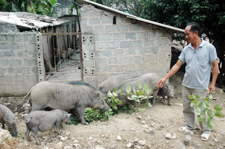 Ông Thiết đang chăm sóc đàn lợn rừng.
