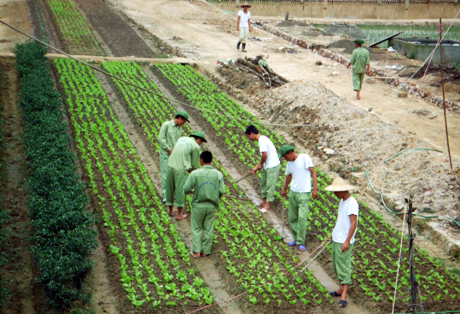Học viên tích cực tham gia lao động trồng rau, cải thiện cuộc sống.