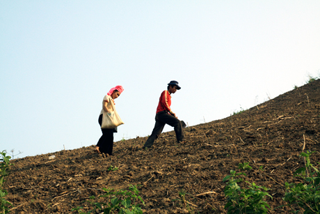 Trỉa ngô trên nương.
