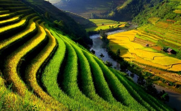 Terraced rice paddies ring the Vietnamese countryside in bright green. The crop, has been grown in Vietnam for thousands of years.