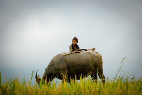 A buffalo boy in Sapa