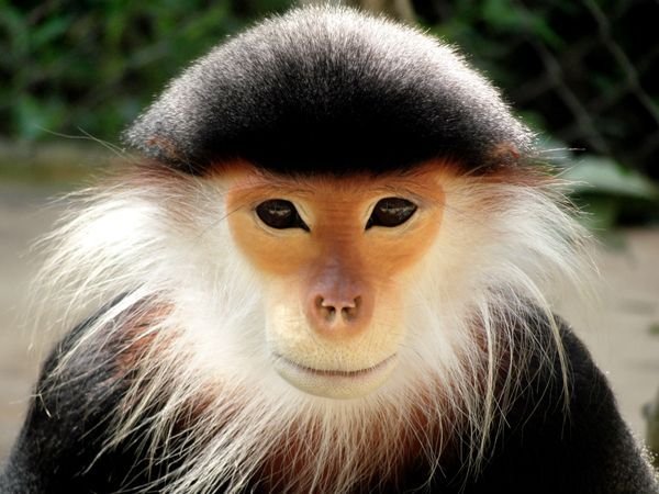 Red Shanked Douc Langur at the Endangered Primate Center in Vietnam