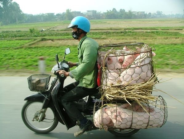 Transporting pigs
