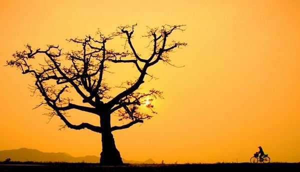 This lady was coming home late on her bicycle and passed by the big tree