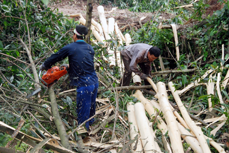 Người dân xã Cộng Hoà (Cẩm Phả) khai thác gỗ rừng trồng.