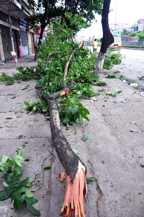 Thân cây lớn bị húc đổ văng xa hàng chục mét.