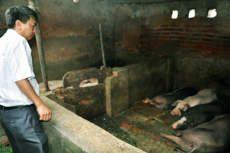 Cán bộ Thú y kiểm tra tình hình dịch bệnh tại đàn lợn của gia đình chị Đặng Thị Hoa, thôn Đoàn Xá 1, xã Hồng Phong.