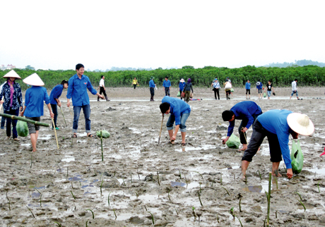 ĐVTN tham gia trồng rừng ngập mặn tại xã Đầm Hà (huyện Đầm Hà).