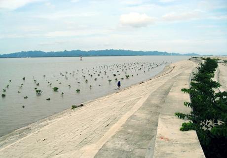 Cây ngập mặn được trồng để bảo vệ tuyến đê biển Hà Nam (Quảng Yên).