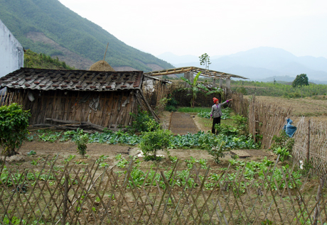 Trồng rau màu phục vụ đời sống sinh hoạt của một hộ dân định cư ở xã Hải Sơn (Móng Cái).