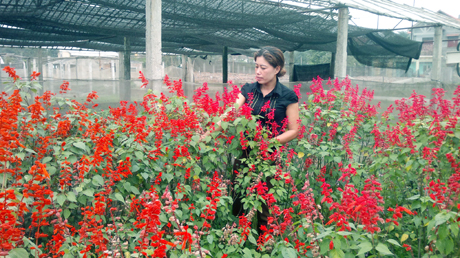 Đến nay, hoa Hoành Bồ là sản phẩm thương hiệu nông sản tập thể duy nhất tại Quảng Ninh.