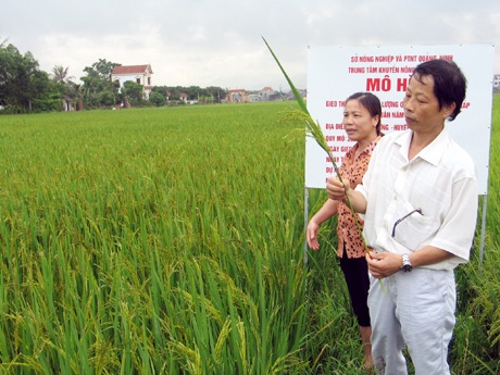 Với những đặc tính vượt trội, các giống lúa mới có triển vọng nâng cao năng suất và thu nhập cho bà con nông dân. (Ảnh: Cán bộ Sở NN&PTNT kiểm tra mô hình lúa QR1 tại huyện Đông Triều).
