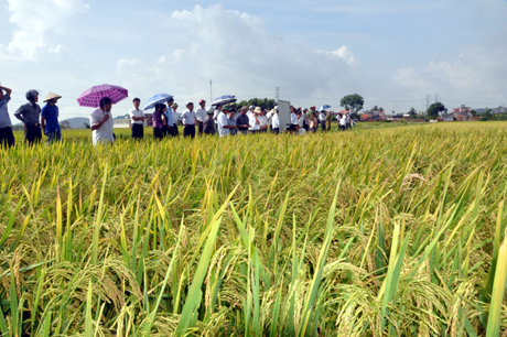 Các đại biểu tham dự hội nghị tham quan mô hình khảo nghiệm tại cánh đồng thôn Đông Lâm, xã Bình Dương (Đông Triều)