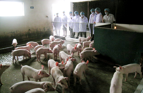 Cán bộ Sở KH-CN kiểm tra vệ sinh chăn nuôi tại Công ty Thiên Thuận Tường (TP Cẩm Phả). Ảnh: LAN ANH