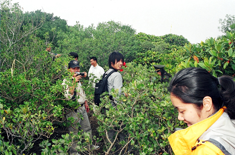 Khách du lịch Nhật Bản khám phá rừng ngập mặn tại xã Minh Châu.